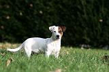 JACK RUSSEL 168